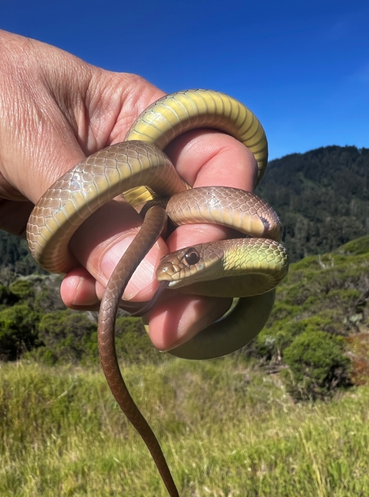 Western Yellowbelly Racer
